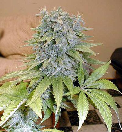 Medicine Man Regular Seeds