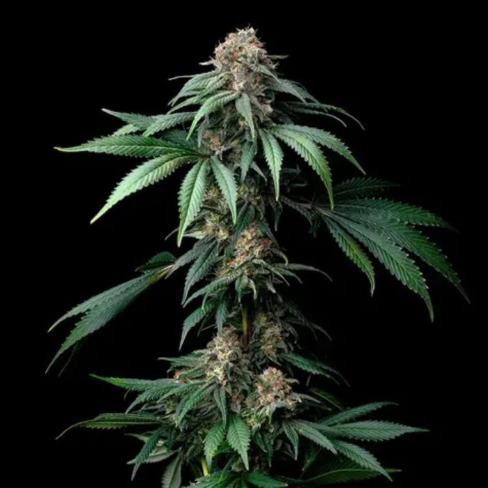 Mendo Breath Feminized