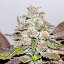 Mendocino Purple Kush Feminised Seeds