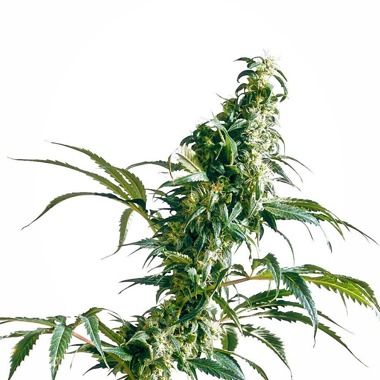 Mexican Sativa Feminized