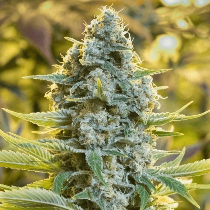 Moby Dick Feminized Seeds