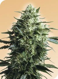 Mother's Finest Regular Seeds