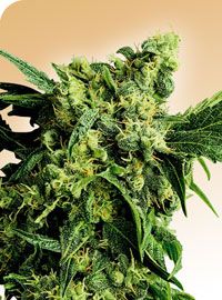 Mr Nice G13 x Hash Plant Regular Seeds