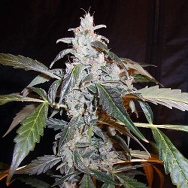 Naranja Diesel Auto