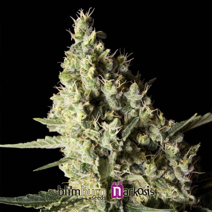 Narkosis Feminised Seeds