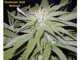 Narkush Regular Seeds