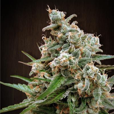 Nepal Jam Regular Seeds