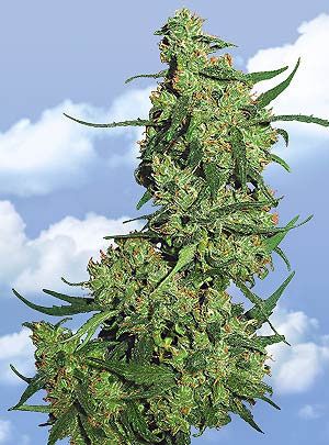 Nepal Kush Feminised Seeds