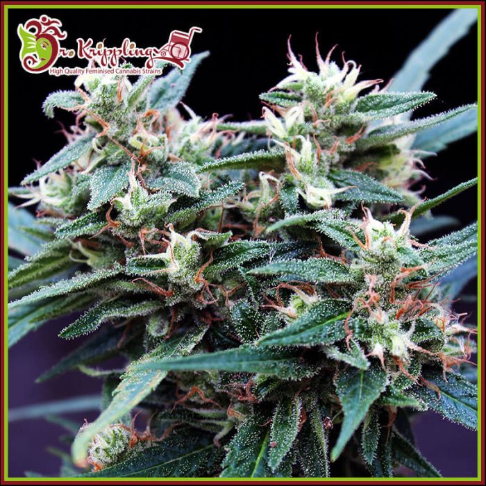 Ninja Zkittles Feminised Seeds