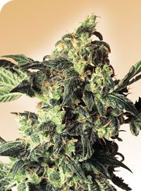 Northern Lights Regular Seeds