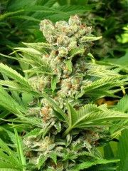 Cheese Feminised Seeds