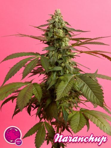 Orange Candy Feminised Seeds