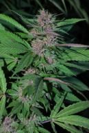 Pakistan Chitral Kush Feminised Seeds