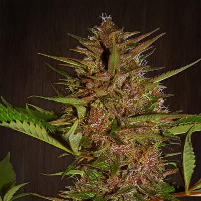 Pakistan Chitral Kush Regular Seeds