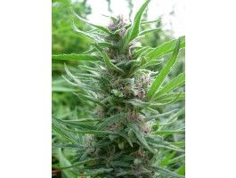 Panama Feminised Seeds