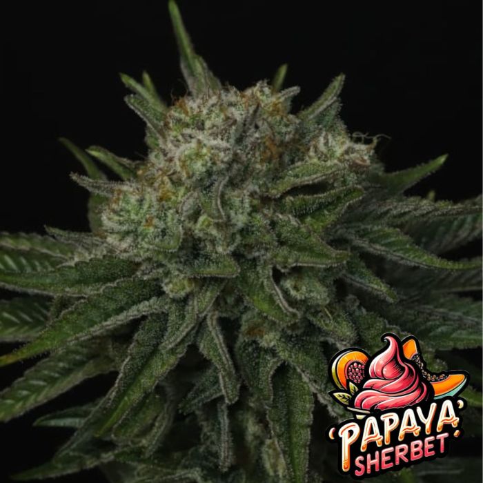 Papaya Sherbet Auto Flowering Seeds