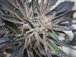 Peyote Purple Regular Seeds