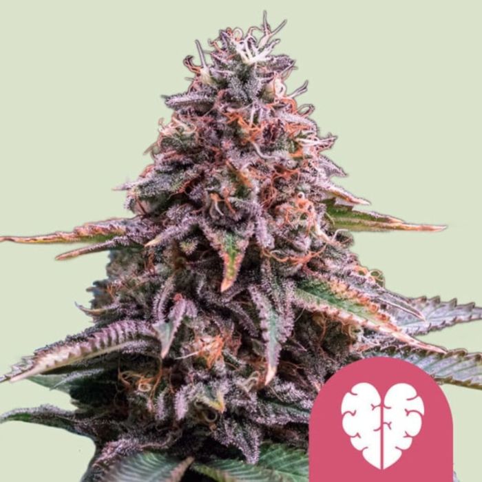 Pink Mist Feminized Cannabis Seeds