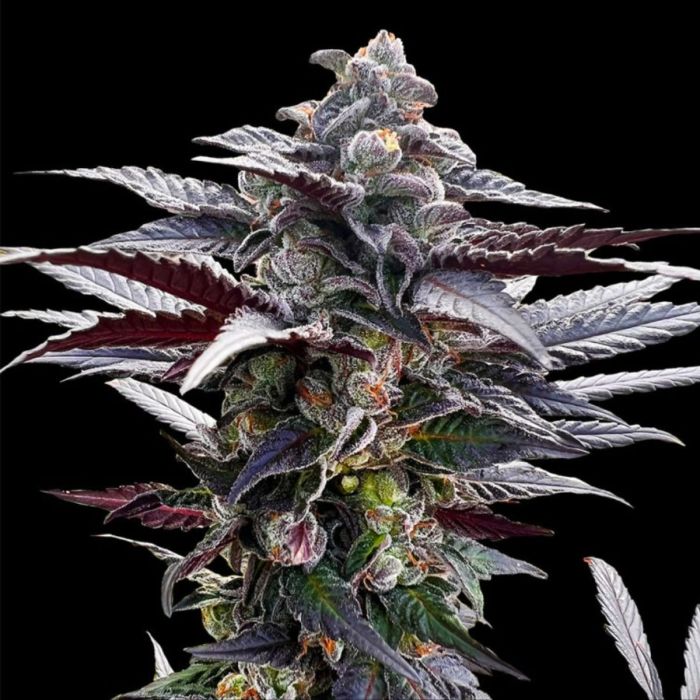 Pink Sunset Feminized