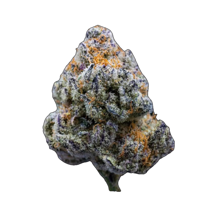 Platinum Mimosa Cookies Feminized Seeds