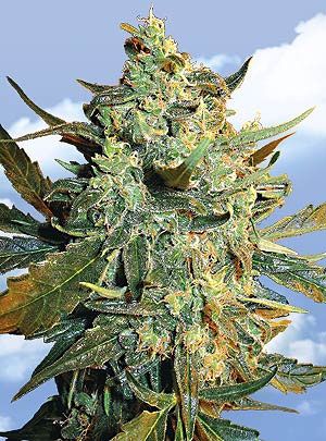 Power Skunk Feminised Seeds