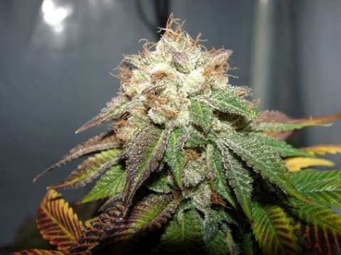 Pre 98 Bubba BX2 Feminised Seeds