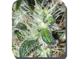 Pulsar Feminised Seeds