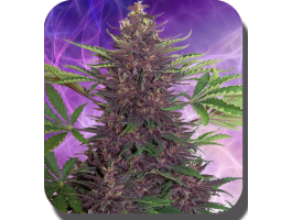 Purple Kush Auto Feminised Seeds