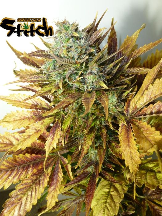 Purple Sirius Kush Autoflowering Feminised Seeds