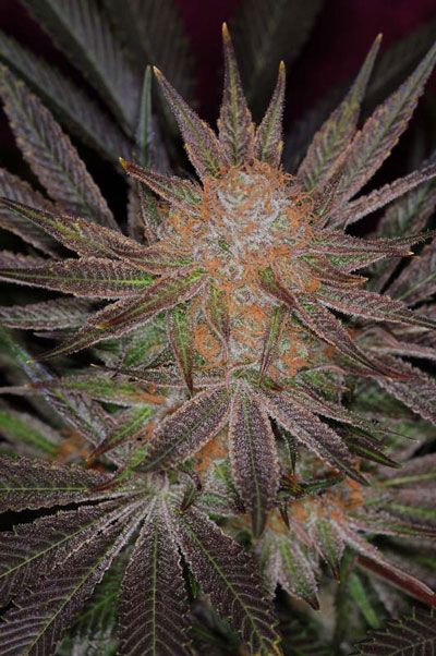 Qrazy Train Regular Seeds