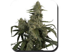 Quasar Feminised Seeds