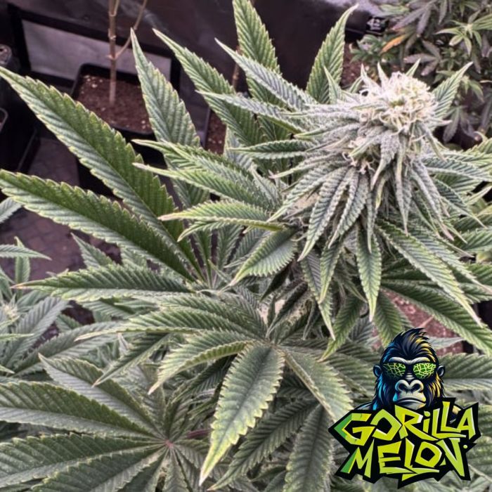 Gorilla Melon Auto Seeds