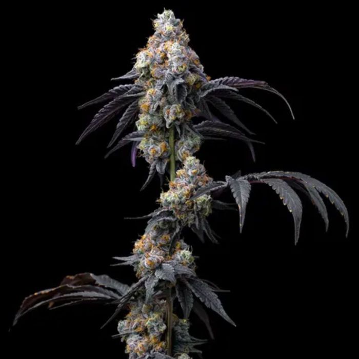 Rainbow Sherbet Feminized