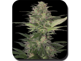 Red Dwarf Auto Feminised Seeds