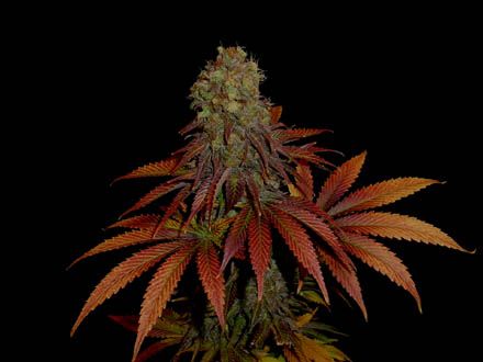 Rock Bud Feminised Seeds