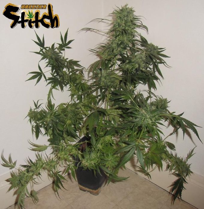 Russian Haze Autoflowering Feminised Seeds