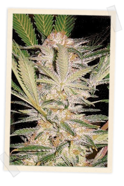 S.A.D. FAST Version Feminised Seeds