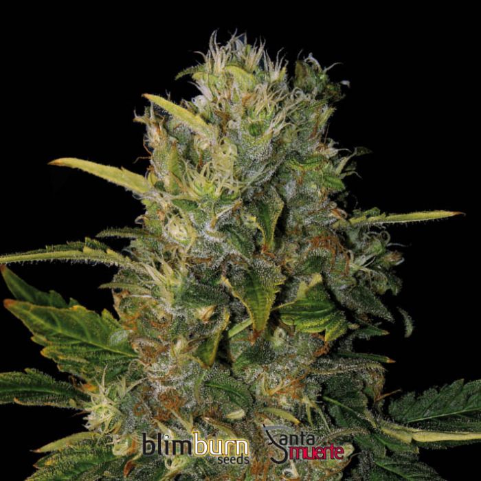 Santa Muerte Feminised Seeds