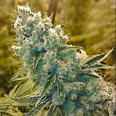 Shark Shock Feminized