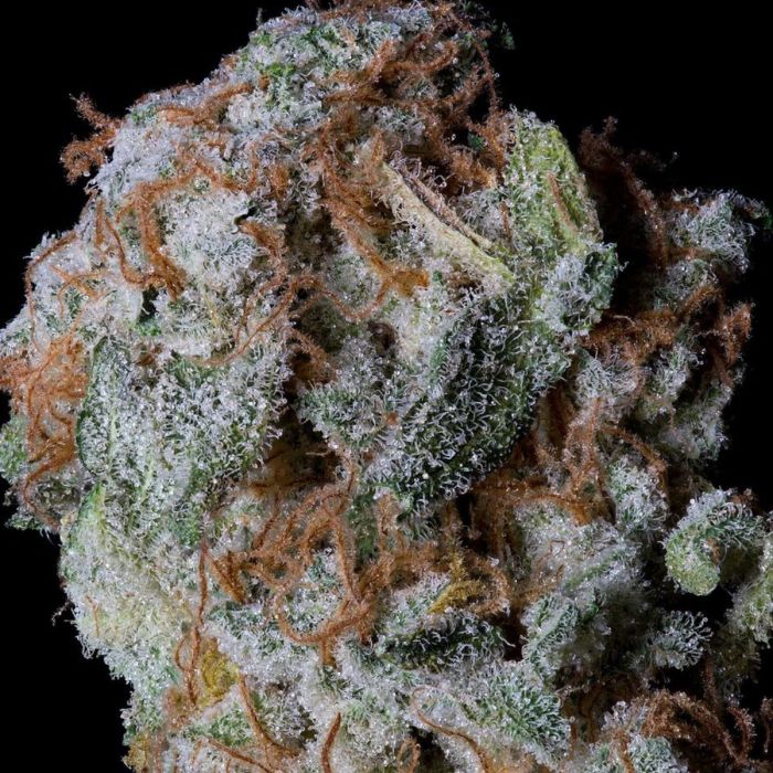 SHERBERT GLUE