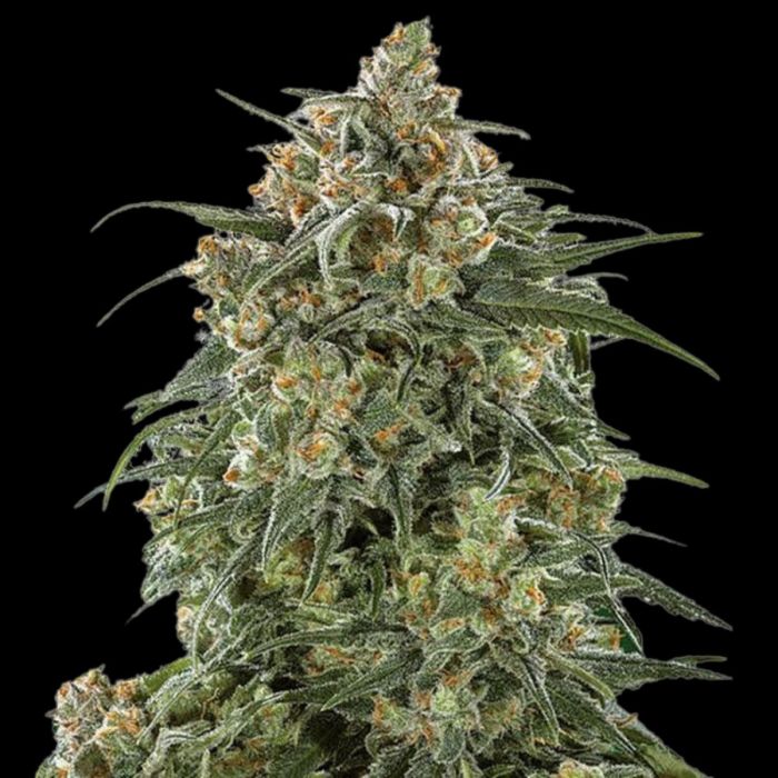 Sherbet 3n Triploid Cannabis Seeds