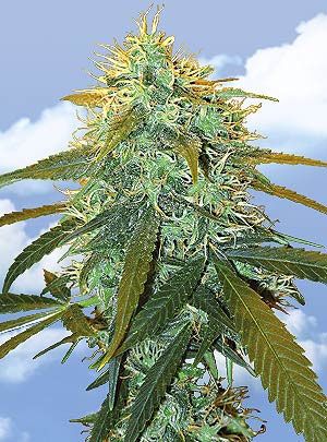 Skunk #1 Feminised Seeds