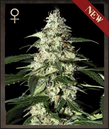 Skunk Auto Feminised Seeds