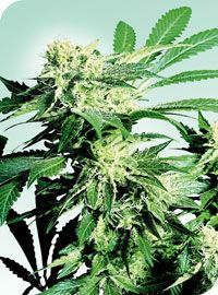 Skunk Kush Regular Seeds