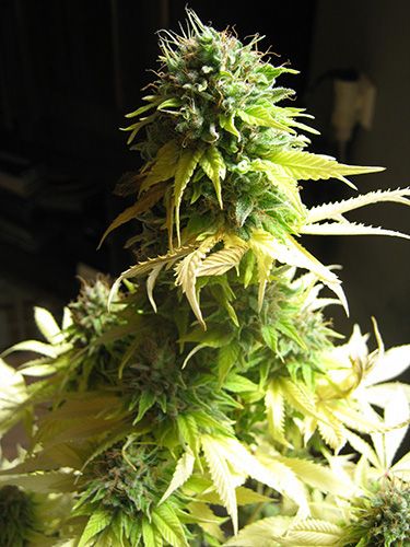 Somango Feminised Seeds