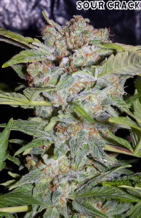 Sour Crack Auto Feminised Seeds