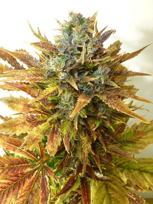 Sour Diesel Haze Auto Feminised Seeds