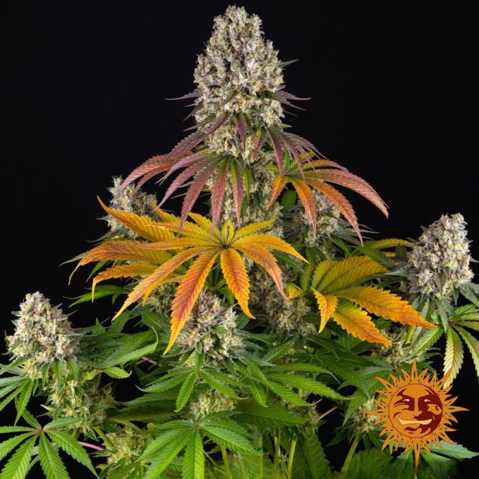 Sour Diesel Feminized Seeds