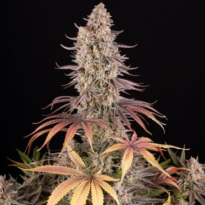 Sour Strawberry Feminized Seeds