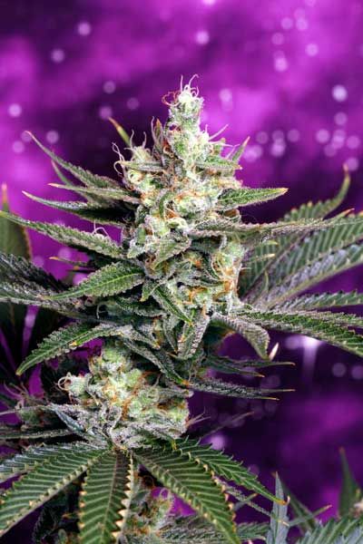 Space Dawg Regular Seeds